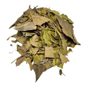 Ginkgo biloba